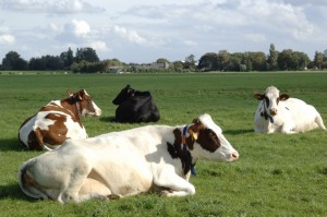 koe in de wei