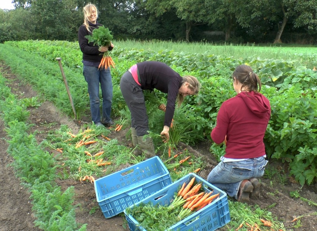 09-18-2012_groentemeiden01