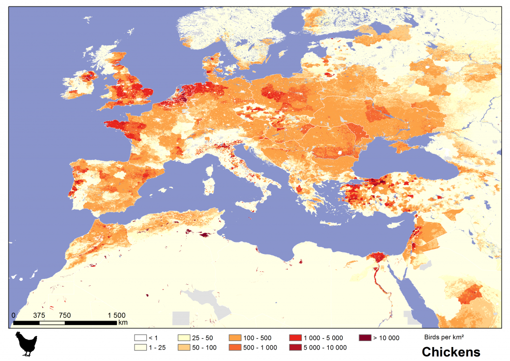 Chickens in Europe