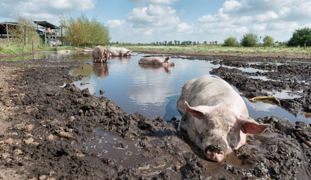 Nieuwe Boeren
