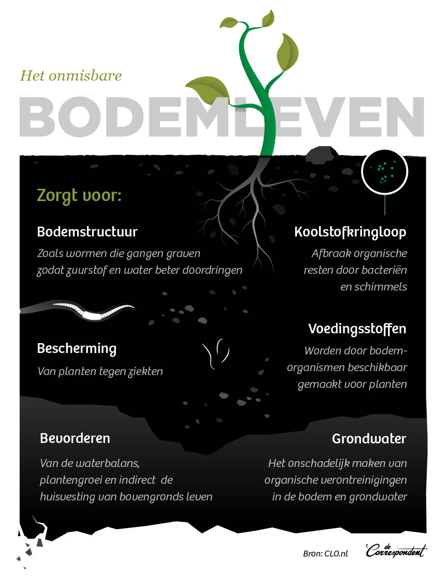 bodemleven
