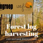 Harvesting logs for mushrooms