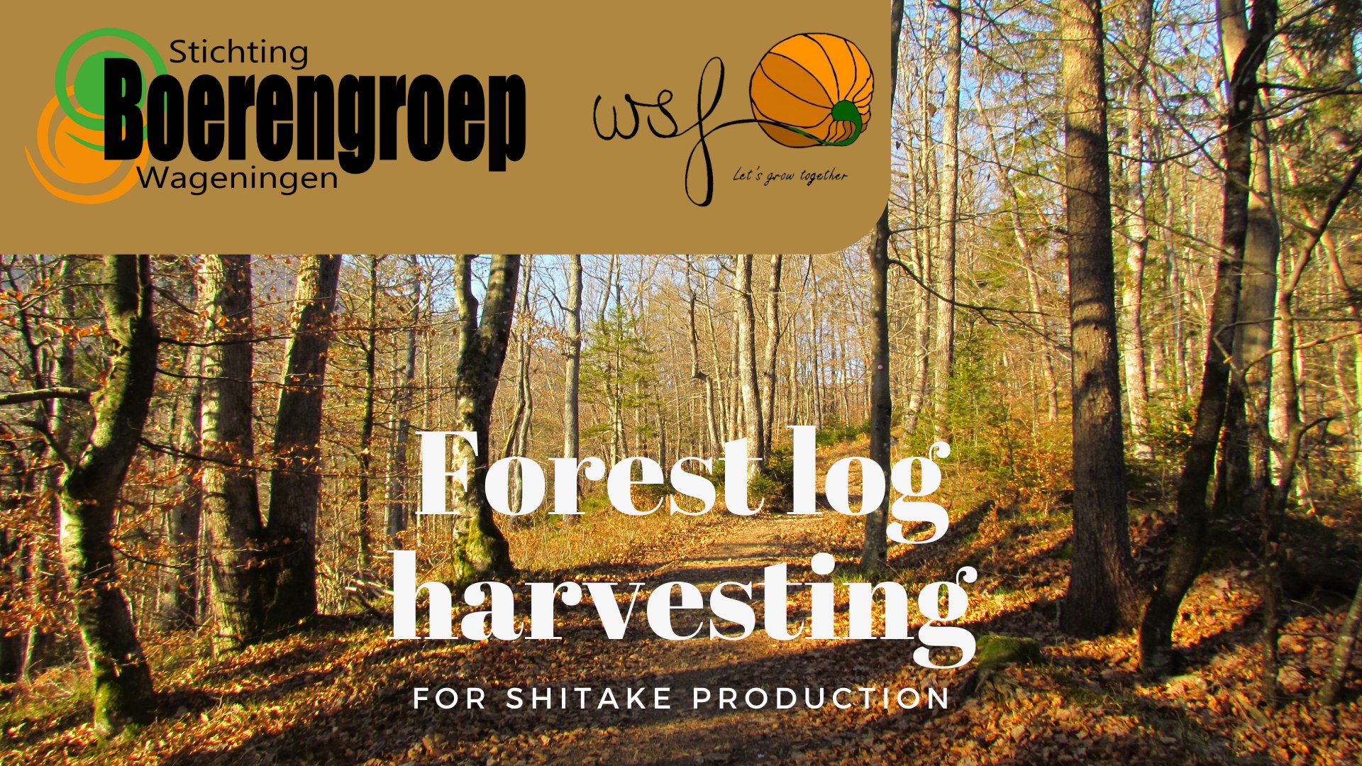 Harvesting logs for mushrooms
