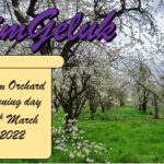 PruimGeluk Plum Orchard Pruning Day 2022