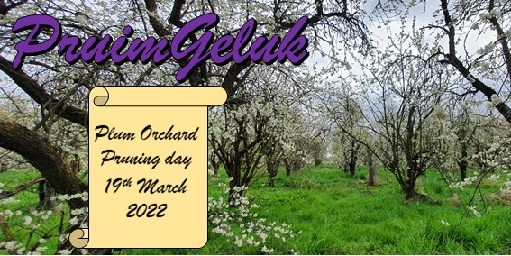 PruimGeluk Plum Orchard Pruning Day 2022