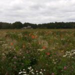 Food Forest Loonse Bos in Helvoirt: Working Day