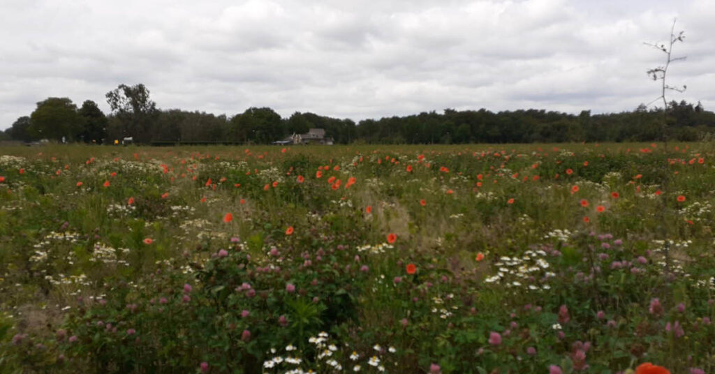 Food Forest Loonse Bos in Helvoirt: Working Day