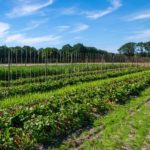 Help out and Camping at Herenboeren Goedentijd