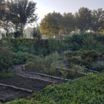 Excursion and help out at Herenboeren Goedentijd